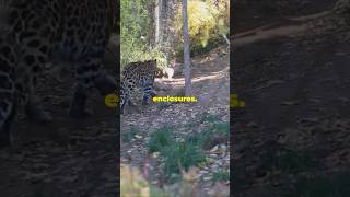 Leopards in Zoos zoo shortsfeed animals leopard pets shorts new facts life wildlife news [upl. by Surazal]