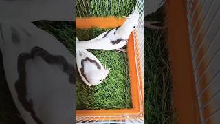 Beautiful Cocktail Birds shortvideo birds cute [upl. by Temp]