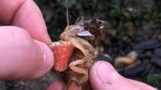 Removing Parasites From Loren The Shrimp shorts [upl. by Faustus]