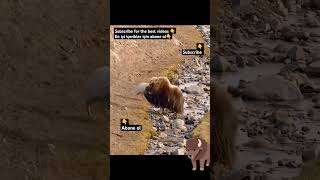 WOLVES VS BISON wildlife nature wolf animals youtubeshorts youtube subscribe like love fy [upl. by Markiv106]