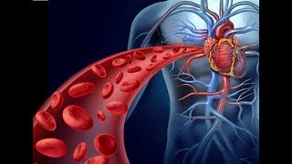 cardiovascular system cardiac output [upl. by Nitsirt]