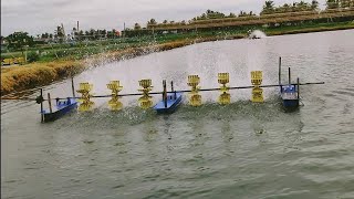 Vannamei Shrimp farming  మా ఊరి Royyala cheruvu  Aqua farming [upl. by Gilmore]