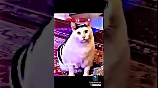 Gatos sigmas memes edit🔥funk [upl. by Killam]