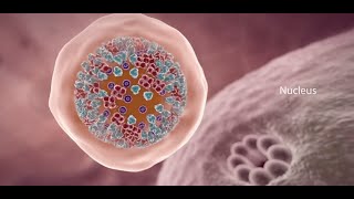 COVID19 Animation What Happens If You Get Coronavirus [upl. by Absalom]