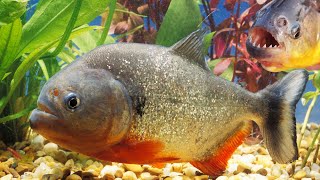 Piranhas Fearsome Freshwater Predators or Misunderstood Creatures  World of Animals Channel [upl. by Ailahs598]