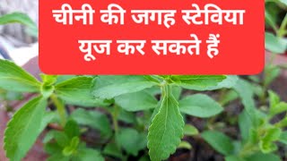 🔴 Stevia Plant 🌿  meethi Tulsi ke baare mein jankari [upl. by Jacinta]