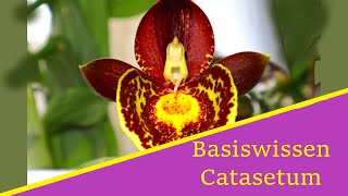 Basiswissen Catasetum Orchideen [upl. by Eahsat149]