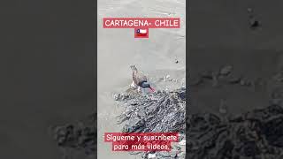 AVEquot PILPILEN quot 🐦‍⬛Cartagena Chile 🇨🇱Sígueme y suscríbete para más videos [upl. by Merce]