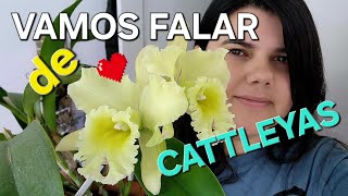 VAMOS FALAR DE ORQUÍDEAS CATTLEYAS [upl. by Nelleeus]