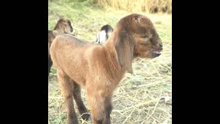 Adorable Baby Goat Bleating So Cute [upl. by Adorne]