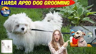 Lhasa apso dog grooming  Rocky  VetPro CLIP N CLEAN  Rudra Vlogs  Pet Grooming  Vlog12 [upl. by Medor]