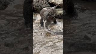 Moray eels fight against Komodo dragons [upl. by Noyart]