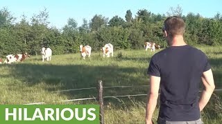 Cattle rush over after man calls them with loud burps [upl. by Ecnerrat]