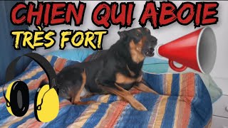 CHIEN MÃ‰CHANT QUI ABOIE TRÃˆS FORT  bouchez vos oreilles [upl. by Atteloiv]