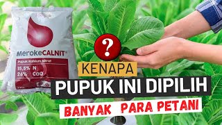 Fungsi Manfaat Pupuk Calnit Kalsium Nitrat Meroke Tetap Jaya Untuk Tanaman  PT Berkah Mulya Tani [upl. by Armanda]