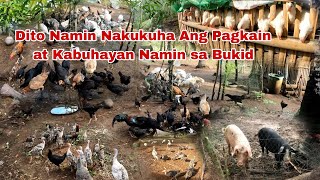 Kahit Tag ulan Tuloy ang Kabuhayan at Negosyo sa Bukid Pag aalaga ng Baboy Manok Pabo at Kambing [upl. by Hurlbut294]