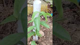 Siembra de arbolito de Guayaba Psidium guajava jardin reforestation flora plantas youtube [upl. by Idnaj]