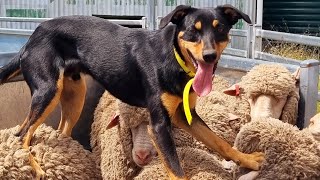 Lot 59 Jerilderie Working Dog Auction 2024 Drovers Dream Freddy [upl. by Clea]