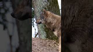 Intriguing Insights Fascinating Facts About American Wolves [upl. by Ellenad]