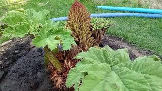 101Gunnera Manicata 3 tyg po posadzeniu [upl. by Cacie389]