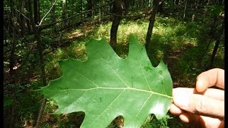 Tree Identification  Northeastern Hardwoods [upl. by Bryn435]