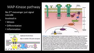 Mitogens pathway and response [upl. by Abernathy]