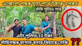 How can an agarwood tree be worth over a lakhs rupees assameseVlog Agarwood [upl. by Lenka771]