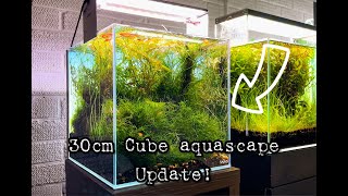 30cm Cube Aquascape update [upl. by Tye]