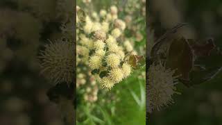 Flor de Baccharis rhomboidalis flores flor flowers chile [upl. by Isiah979]