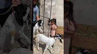 Bakra lari bado badi bakra new kids song 2024 badobadi eidspecial cow bakra shorts shortsfeed [upl. by Ateekal564]