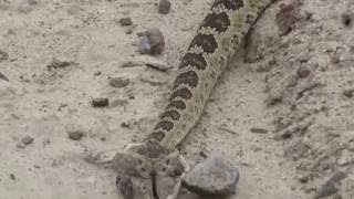 HUGE Rattlesnake Advances On Me [upl. by Moore]