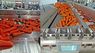 KENWEI 14 heads multihead weigher scale for carrot potato weghing weigher for potato carrot weigher [upl. by Ruddy]