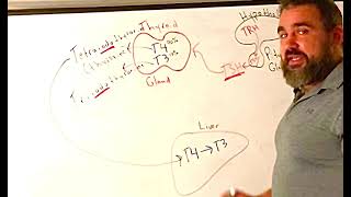 Hypothalamic Pituitary Thyroid Axis [upl. by Demetria]