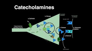 Catecholamines Norepinephrine Epinephrine [upl. by Portuna]