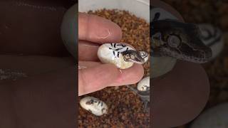 Gargoyle geckos hatching [upl. by Azalea]