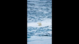 Walking On Water polarbear northpole [upl. by Nyliak522]