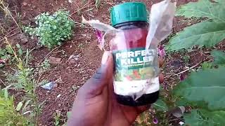 Using Chlorpyriphos 20� Perfect Killer On Plant On The Farm  Early Farm Spraying Technique [upl. by Egwan]