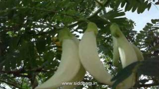 Herbal Medicine  Sesbania grandiflora  Natural remedy for Toxicities [upl. by Garlan]