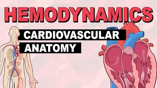 Cardiovascular System Anatomy  Hemodynamics Part 1 [upl. by Eudosia279]