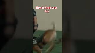 How to train your dog Germany shepherd howtotrainyourdog Germanyshepherd dogs dog dogtraining [upl. by Gilbert]