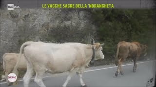 Le vacche sacre della ndrangheta  Nemo  Nessuno Escluso 09032018 [upl. by Anders336]