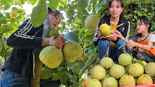 Harvesting Fruit From Giant Grapefruit Trees To Sell  Live Whit Nature Lý Thị Ninh [upl. by Atteval]