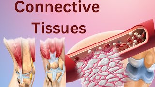 Connective tissues Connective tissues histology Connective tissues anatomy and physiology Biology [upl. by Haim]