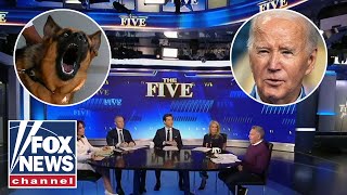 The Five reacts to Biden giving away his dog after 24 bites [upl. by Rein]