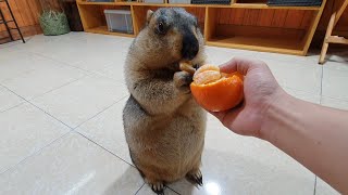 marmot experiences an orange for the first time [upl. by Rimidalv680]