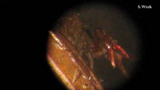 Pseudoscorpion and its behaviours [upl. by Devora]