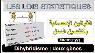 Génétique 5  Les lois statistiques  Cas de Dihybridisme  Darija  BIOF ET ARABE [upl. by Anihta]