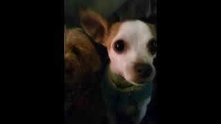 это мои собаки puppy chihuahua chinese brown teacup poodle cutedog adopt healing pets 🐾 [upl. by Udele258]