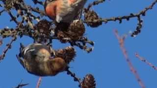 Krzyżodziób modrzewiowy  Loxia leucoptera  Two Barred Crossbills [upl. by Aekan893]