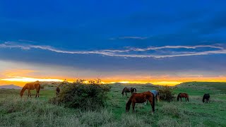 Kundudo mountain and feral horses 🏔️🐎 [upl. by Aklog]